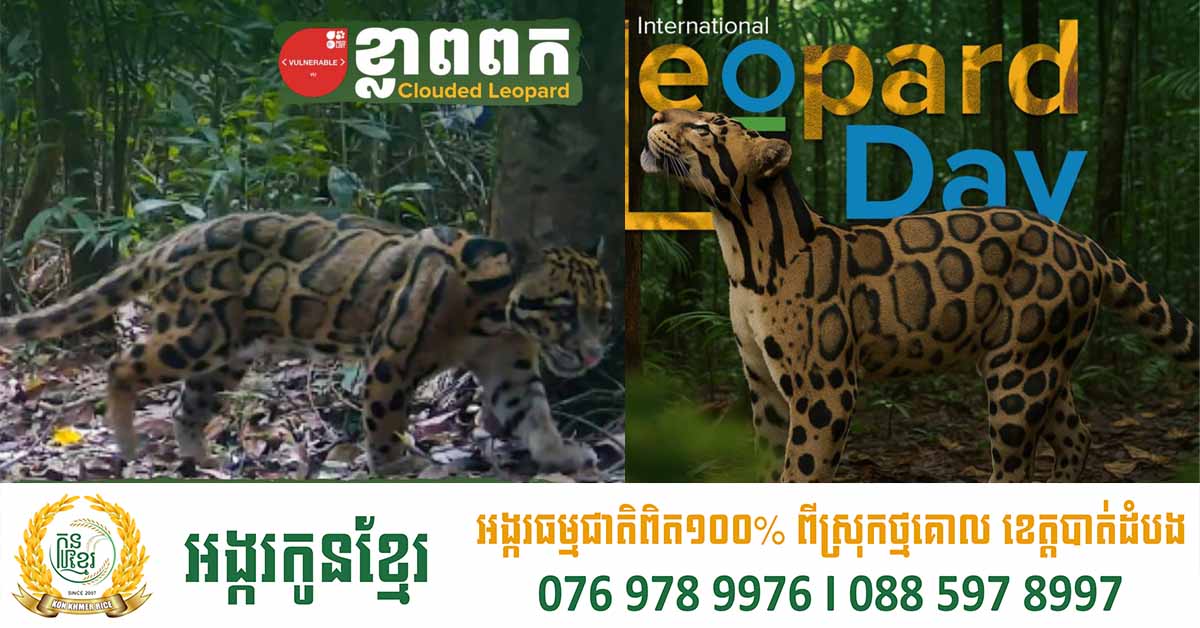 ខ្លាពពក (Neof elis nebulosa) ដែលមានកំណើតដើមនៅតំបន់អាស៊ីអាគ្នេហ៍ ដែលបច្ចុប្បន្នប្រទះឃើញនៅតំបន់ជួរភ្នំក្រវ៉ាញ រងការគំរាមកំហែង ស្ថិតក្នុងបញ្ជីក្រហម