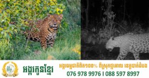 WWF-Cambodia អំពាវនាវ​ចូលរួមក្នុងការអភិរក្ស​សត្វព្រៃ​នៅ​កម្ពុជា​ក្នុង​ថ្ងៃទិវាសត្វខ្លារខិនអន្តរជាតិ