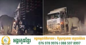 ពិតជាក្ដុកក្ដួលណាស់ ! សុខចិត្តអោយគេដាក់ច្រវ៉ាក់ មេដំរីឈរចាំកូនដែលត្រូវឡានបុកពេលឆ្លងថ្នល់ តាំងពីយប់ដល់ព្រឹក ស៊ូមិនដើរទៅណាចោលកូន
