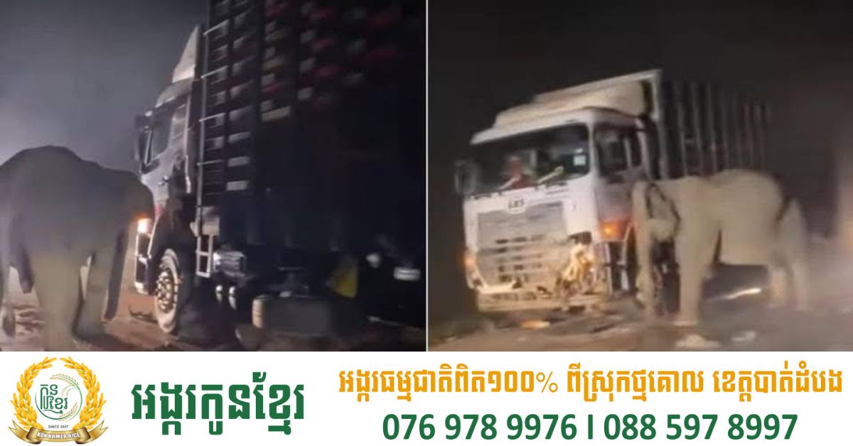 ពិតជាក្ដុកក្ដួលណាស់ ! សុខចិត្តអោយគេដាក់ច្រវ៉ាក់ មេដំរីឈរចាំកូនដែលត្រូវឡានបុកពេលឆ្លងថ្នល់ តាំងពីយប់ដល់ព្រឹក ស៊ូមិនដើរទៅណាចោលកូន