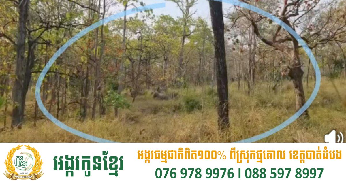 ប្រទះឃើញដំរីមួយហ្វូង ក្នុងដែនជម្រកសត្វព្រៃស្រែពក