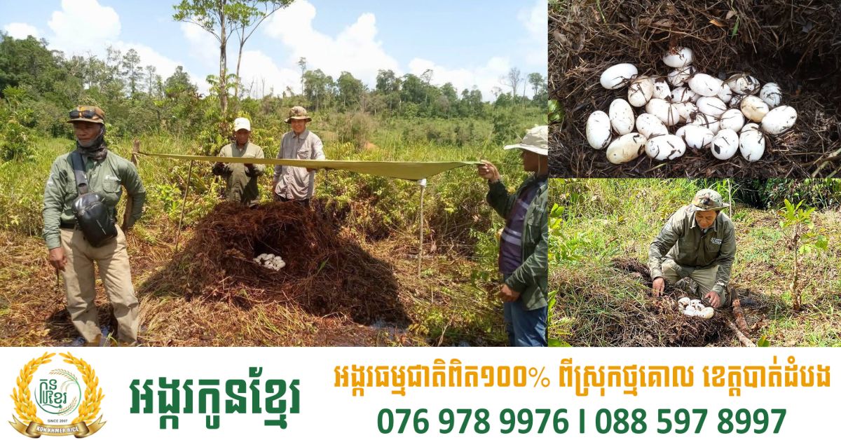 ពងកូនក្រពើភ្នំសរុបចំនួន ៤៣ត្រូវបានរកឃើញ ក្នុងឆ្នាំ ២០២៥ នៅតំបន់ឆាយរាប និងអូរសោមនៃឧទ្យានជាតិជួរភ្នំក្រវាញ
