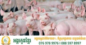 វៀតណាមព្រមានអំពីការរាតត្បាតជំងឺប៉េស្តជ្រូកអាហ្រ្វិក ដែលគំរាមដល់ការផ្គត់ផ្គង់ស្បៀង